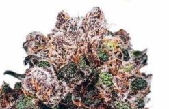 buy weed seeds online
