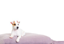 Dog Bed Ramps waterproof washable dog bed