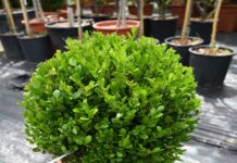 The Best Hedging Plants for Irish Gardens: A Guide to Privacy and Beauty