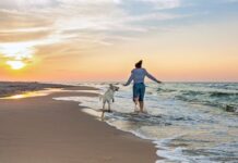 Proper fit finds: How the best dogs walking and the hurricane with the dog can change your daily trip