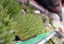 Frequently Asked Questions About Antimicrobial Produce Wash Solutions